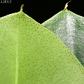 Rhizophora mucronata (Long-fruited Mangrove) at Machans Beach オオバヒルギ<br />Canon KDX (400D) + EFS60 F2.8 + SPEEDLITE 380EX
